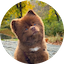 logo Bertram The Pomeranian